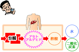 飲酒時の体内の流れ